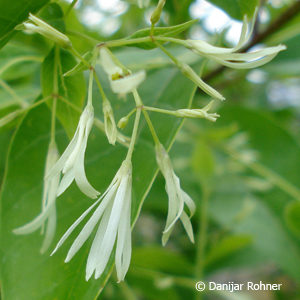 Chionanthus virginicus