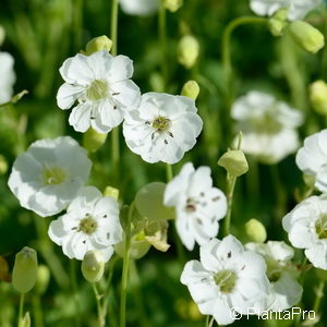 Silene maritima'Weisskehlchen'