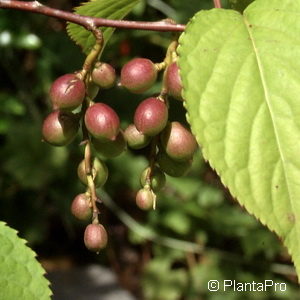 Stachyurus praecox