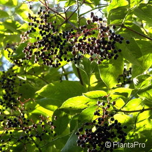 Sambucus nigra