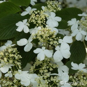 Viburnum plicatum'Mariesii'