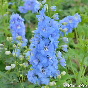 Delphinium (Pacific-Gruppe)hellblau