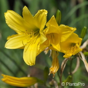 Hemerocallis lilioasphodelus