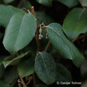 Elaeagnus ebbingei (x)