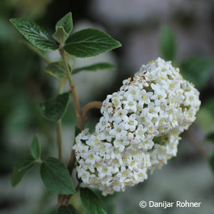 Viburnum burkwoodii (x)