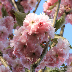 Prunus serrulata'Kanzan'