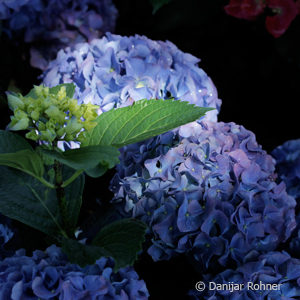 Hydrangea macrophyllaBall blau