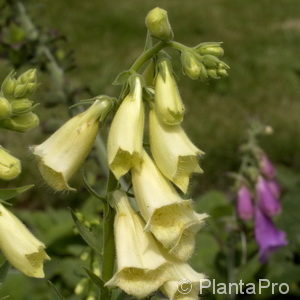 Digitalis grandiflora