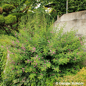 Indigofera heterantha