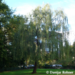 Salix sepulcralis (x)'Chrysocoma'