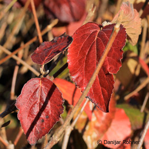 Viburnum carlesii'Aurora'