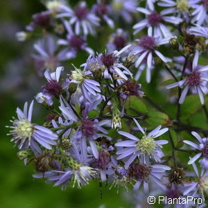 Aster cordifolius'Blue Heaven'