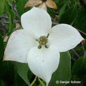 Cornus kousa'China Girl'