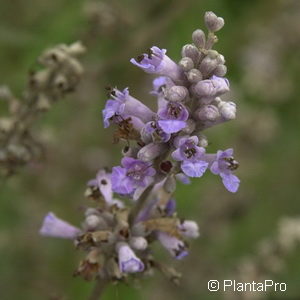 Vitex agnus-castus