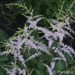 Astilbe (Simplicifolia-Gruppe)'Sprite'