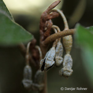 Elaeagnus ebbingei (x)