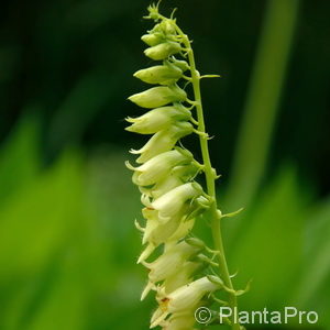 Digitalis lutea