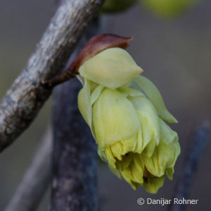 Corylopsis pauciflora