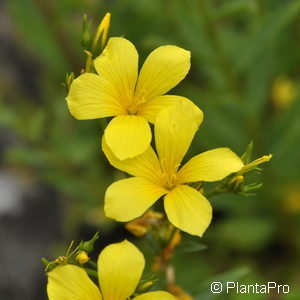 Linum flavum