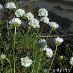 Armeria maritima'Alba'