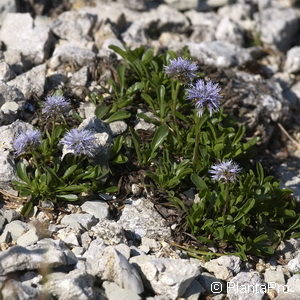 Globularia cordifolia