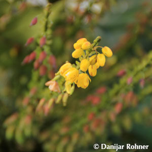 Mahonia media (x)'Winter Sun'