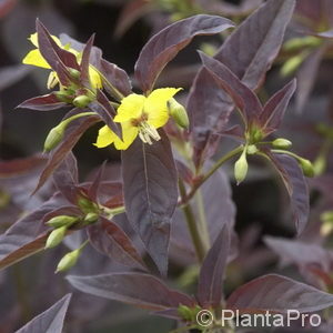 Lysimachia ciliata'Firecracker'