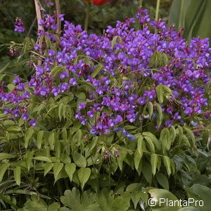 Lathyrus vernus