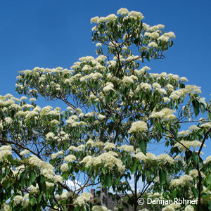 Cornus controversa