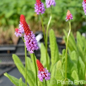 Primula vialii