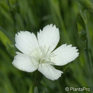 Dianthus deltoides'Albiflorus'