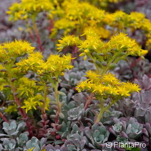 Sedum spathulifolium'Purpureum'