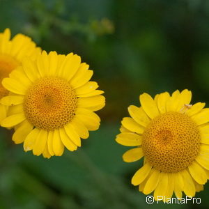 Anthemis tinctoria