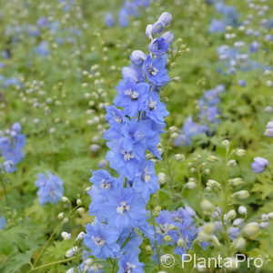 Delphinium (Pacific-Gruppe)blau