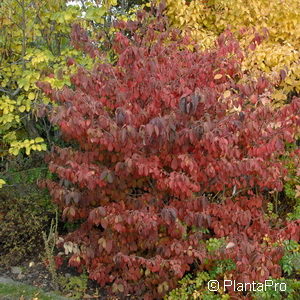 Viburnum plicatum