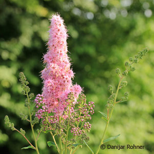 Spiraea billiardii (x)'Triumphans'