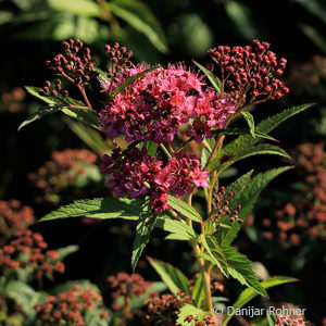 Spiraea japonica'Anthony Waterer'