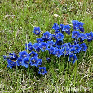 Gentiana acaulis