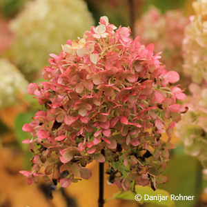 Hydrangea paniculata'Lime Light'