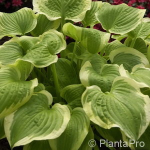 Hosta'Shade Fanfare'