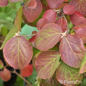 Viburnum carlesii