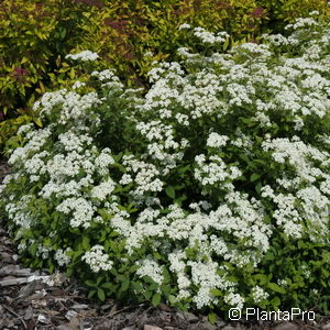 Spiraea decumbens