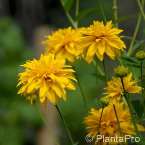 Rudbeckia laciniata'Goldball'