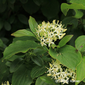 Cornus sanguinea