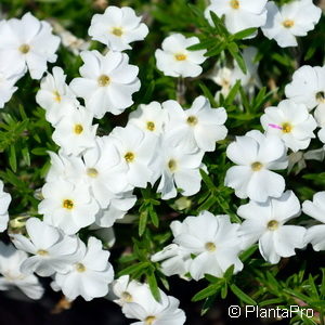 Phlox (Douglasii-Gruppe)'White Admiral'