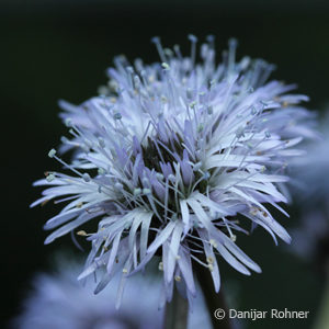 Globularia punctata