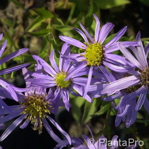 Aster frikartii (x)'Wunder von Stäfa'