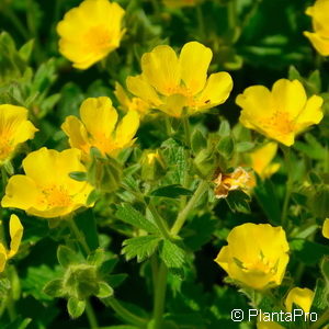 Potentilla megalantha