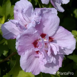 Hibiscus syriacus'Ardens'