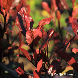 Photinia fraseri (x)'Little Red Robin'